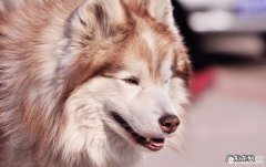 小狗反群后乱小便该怎么办？