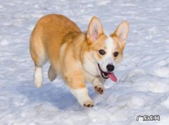 喂养柯基的成本费，养柯基一个月花销要是多少？