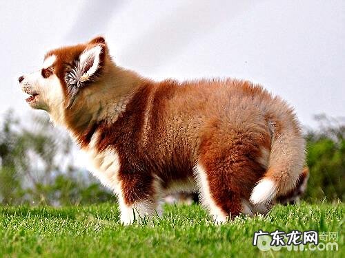 阿拉斯加犬的喂养成本费,喂养阿拉斯加犬的花销