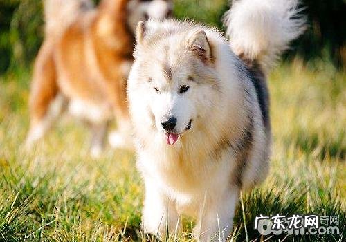 阿拉斯加犬的喂养成本费,喂养阿拉斯加犬的花销