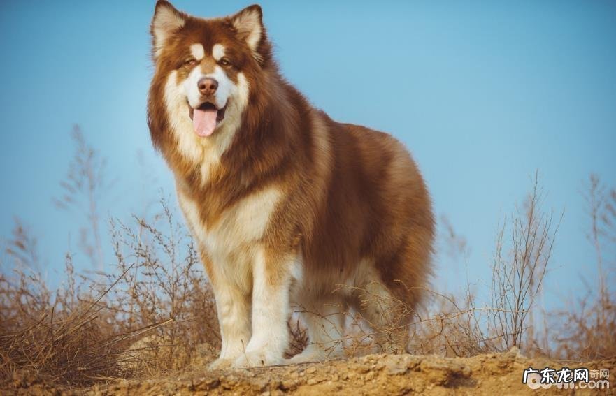 阿拉斯加犬的喂养成本费,喂养阿拉斯加犬的花销