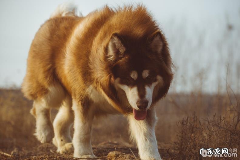 阿拉斯加犬幼狗怎么养，阿拉斯加犬幼狗喂养方法