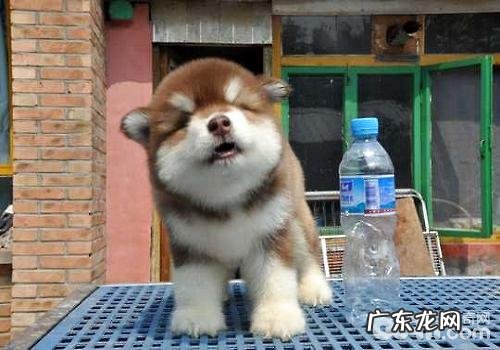 阿拉斯加犬幼狗怎么养，阿拉斯加犬幼狗喂养方法