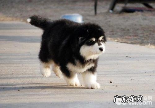 阿拉斯加犬幼狗怎么养，阿拉斯加犬幼狗喂养方法
