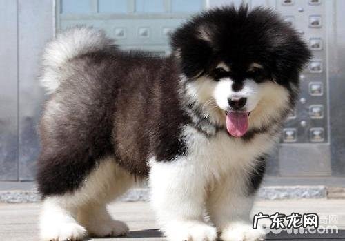 阿拉斯加犬幼狗怎么养，阿拉斯加犬幼狗喂养方法