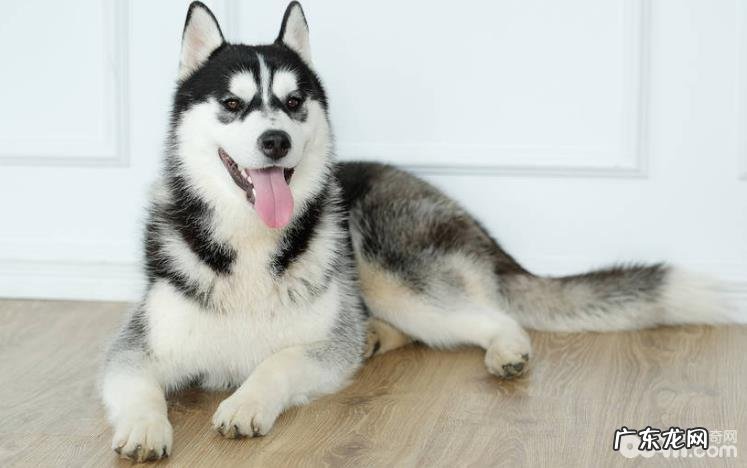 金毛怕冷怎么办,金毛怎样越冬