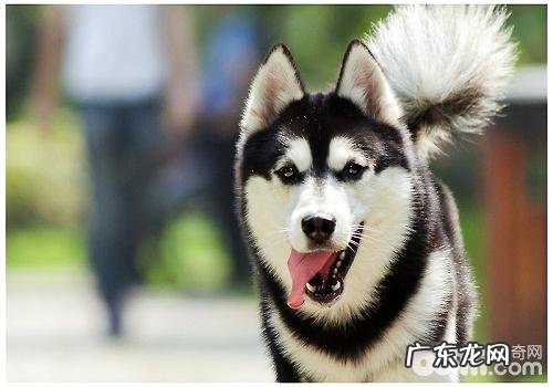 金毛怕冷怎么办,金毛怎样越冬