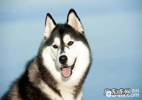 金毛怕冷怎么办,金毛怎样越冬