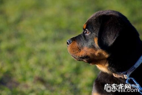 带罗威纳出门去玩有什么常见问题