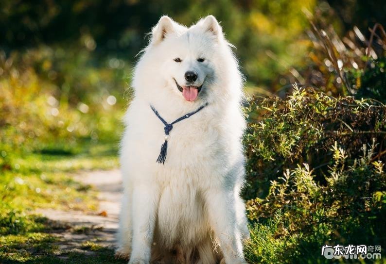 最怕高温的小狗都有哪些