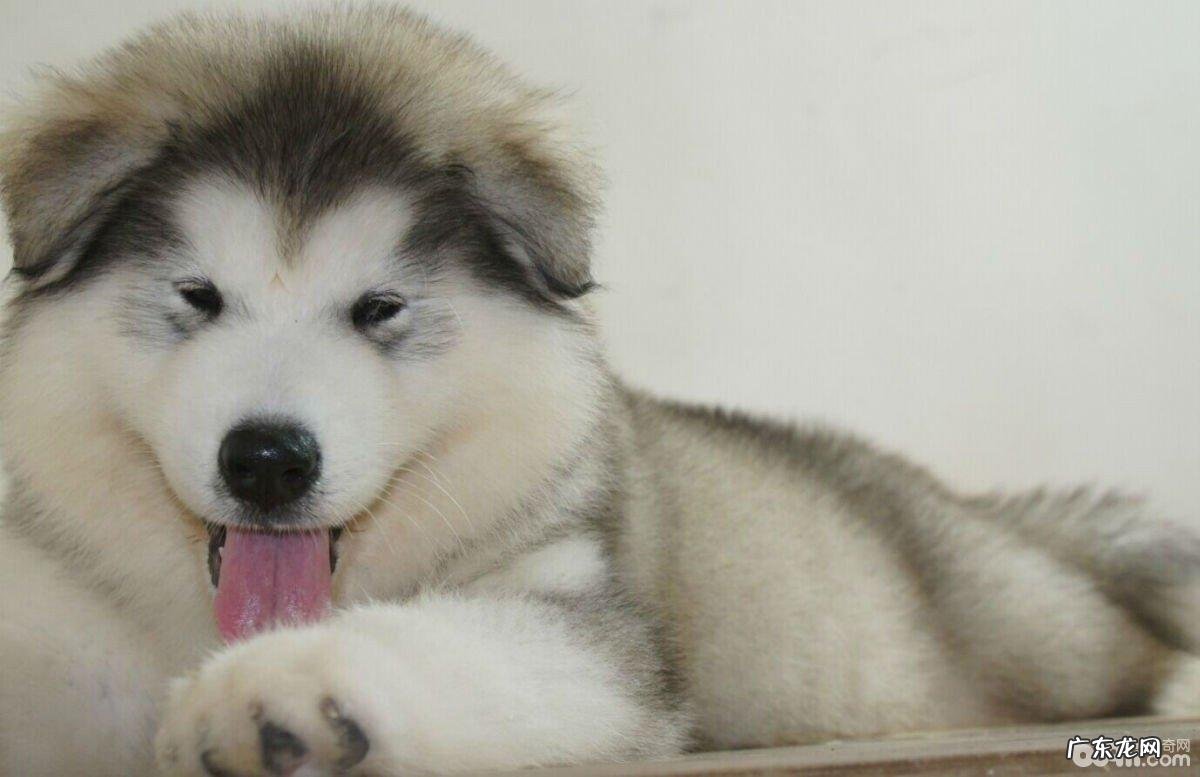 最怕高温的小狗都有哪些