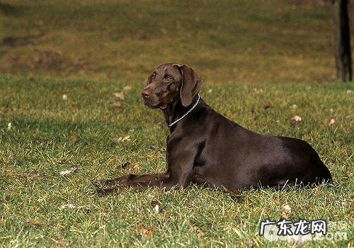 合适南方地区养的小狗都有哪些?