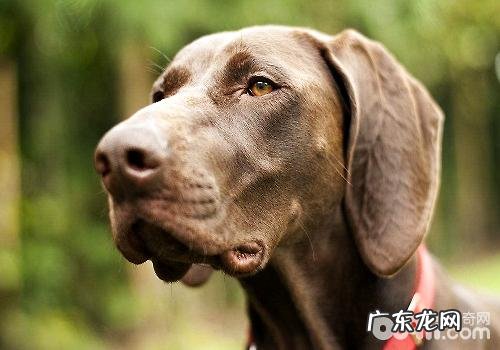 合适南方地区养的小狗都有哪些?