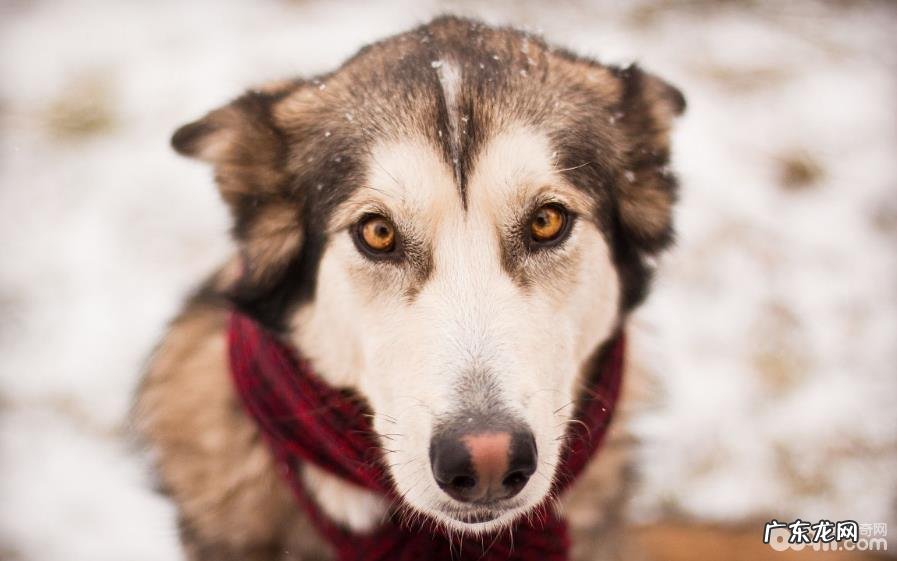 小宠物常规体检必须留意的难题都有哪些