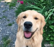 选择金毛狗狗的方式都有哪些