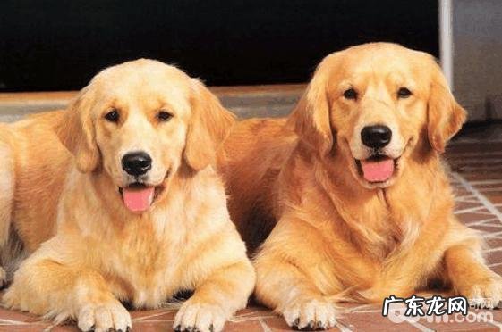 选择金毛狗狗的方式都有哪些
