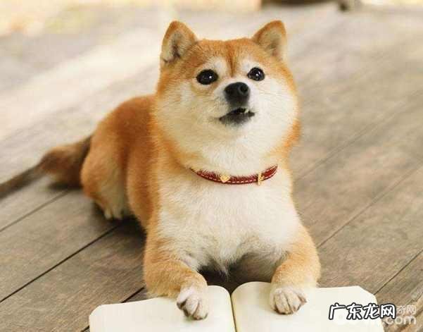 柴犬和秋田犬的差别都有哪些?