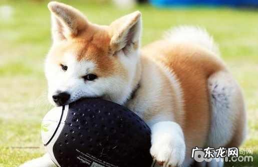 柴犬和秋田犬的差别都有哪些?