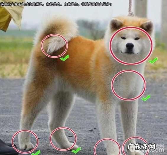 柴犬和秋田犬的差别都有哪些?