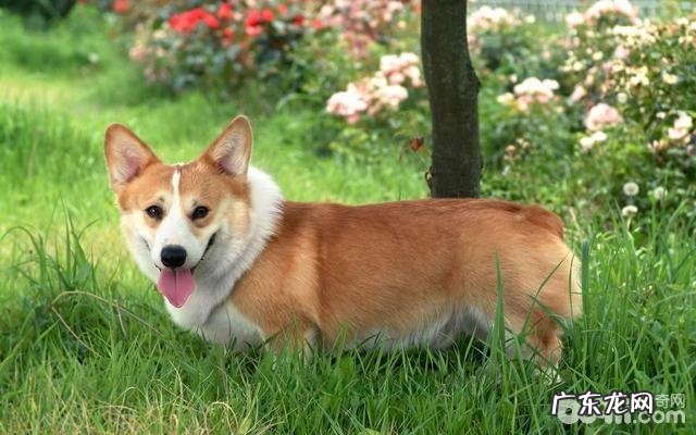 柯基优点和缺点分析 柯基好养吗