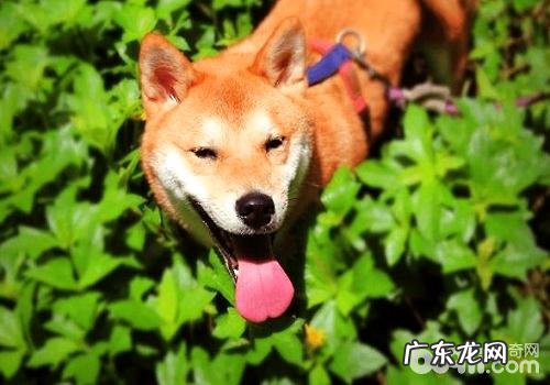 幼狗喂养的常见问题都有哪些,幼狗怎样喂养