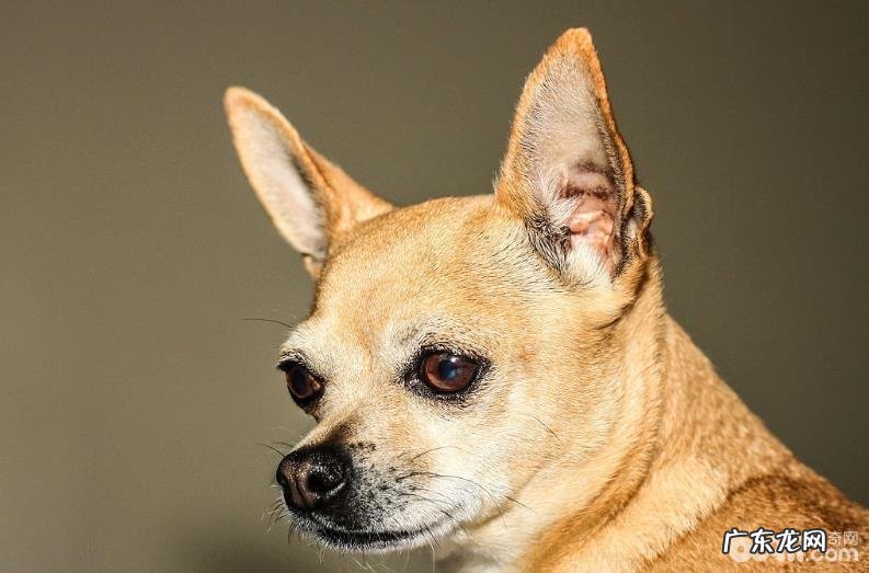 女孩养宠物必须留意的事儿都有哪些?