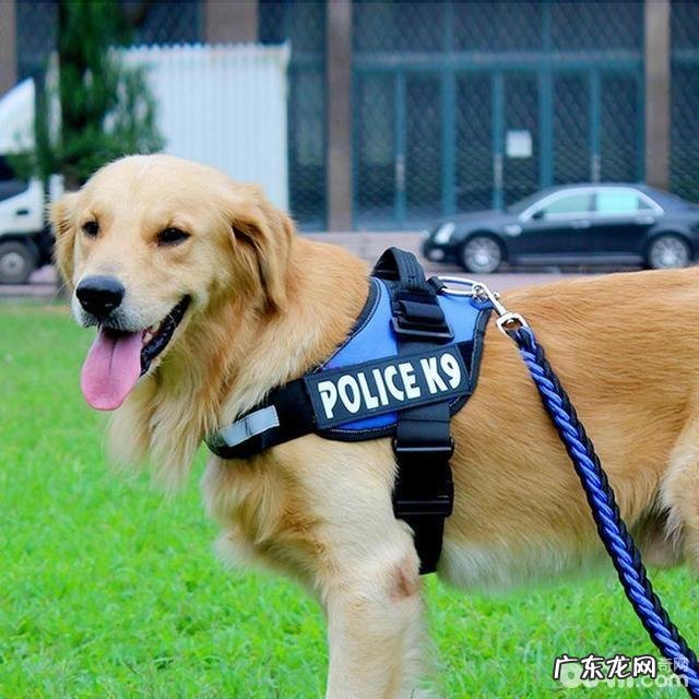 养宠物前必须提前准备的物件都有哪些?