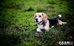 养宠物前必须提前准备的物件都有哪些？