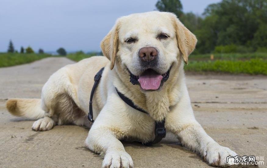 五大原因对你说养金毛的益处是啥