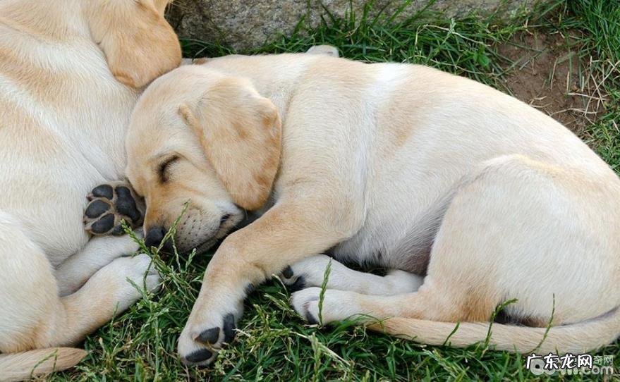 五大原因对你说养金毛的益处是啥