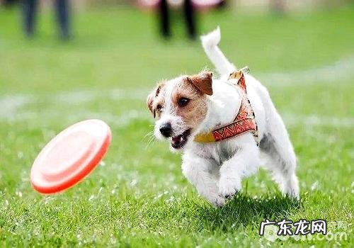 小狗环境卫生医护必须留意的事宜都有哪些