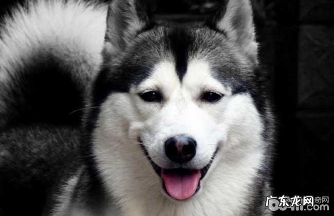 医护儿童换牙金毛的方式都有哪些