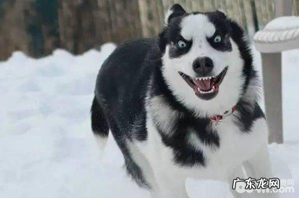 医护儿童换牙金毛的方式都有哪些