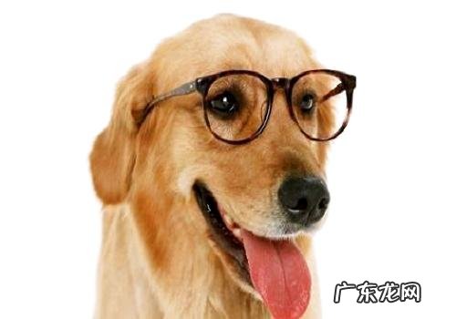 小狗是用哪一种方法来寻找主人家的呢?