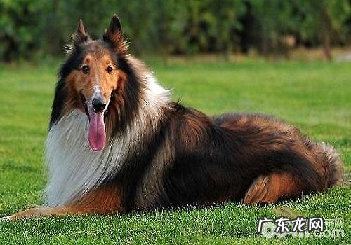 小狗是用哪一种方法来寻找主人家的呢?