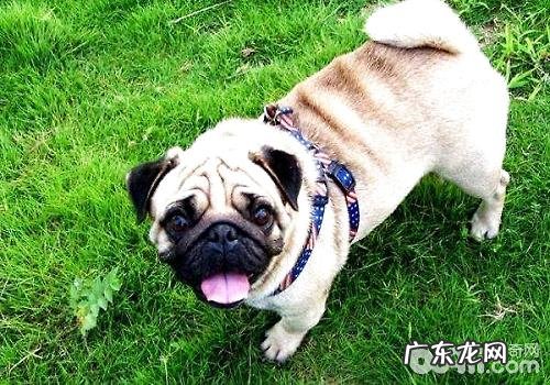 你了解小狗不一样的姿势都意味着小狗哪些心态吗?