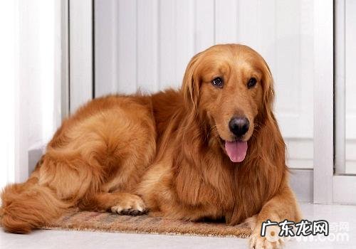 怎样辨别纯种金毛和火锅串串金毛狗狗?