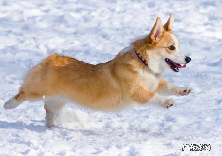 纯种柯基犬能够根据什么方法鉴别?