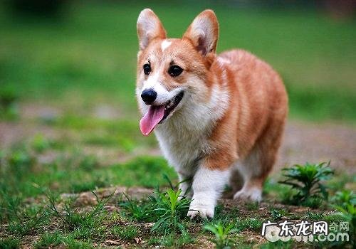 纯种柯基犬能够根据什么方法鉴别?