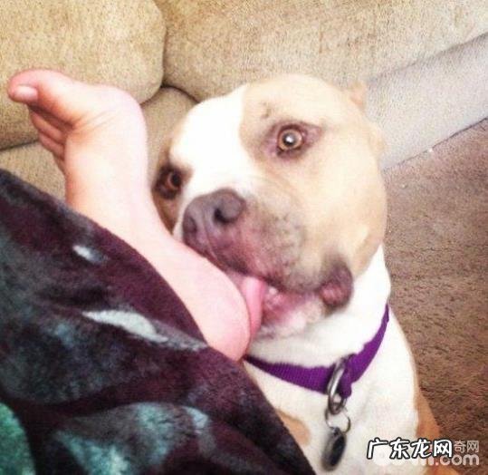 小狗喜爱舔脚的原因是什么?