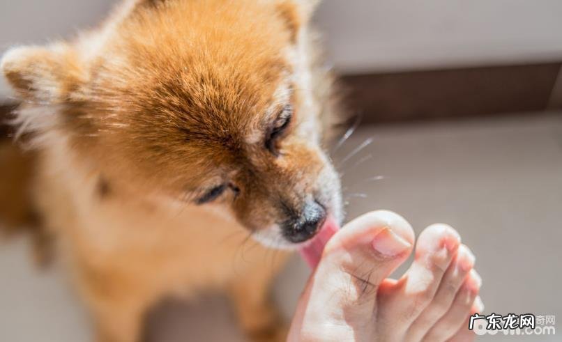 小狗喜爱舔脚的原因是什么?