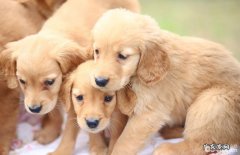 小狗压力太大的主要表现，小狗压力太大该怎么办？