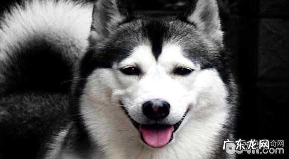 小狗压力太大的主要表现,小狗压力太大该怎么办?