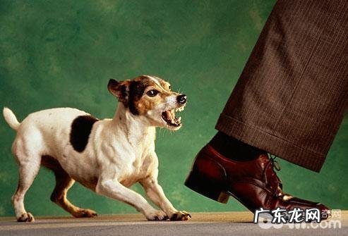 造成小狗进攻人的缘故都有哪些?