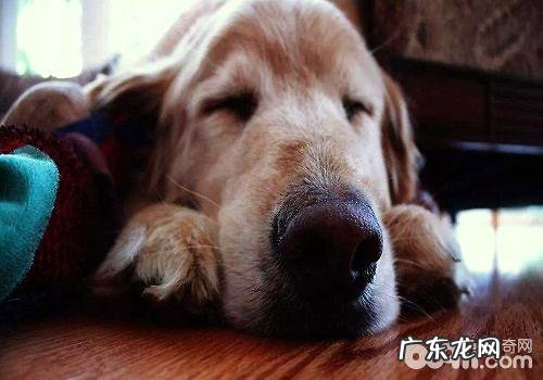 造成小狗走丢最普遍的三个缘故