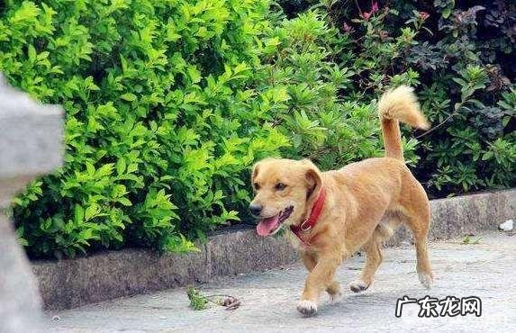 造成小狗走丢最普遍的三个缘故