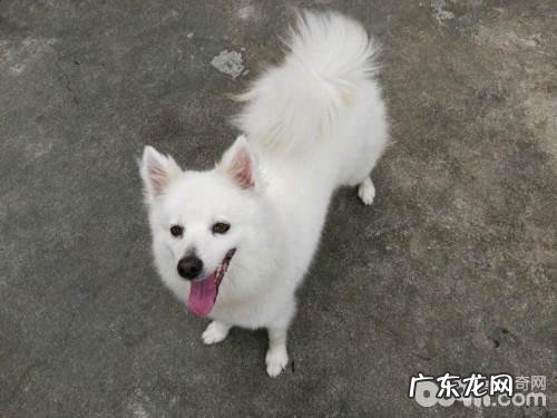 造成银狐犬偏瘦的缘故都有哪些?