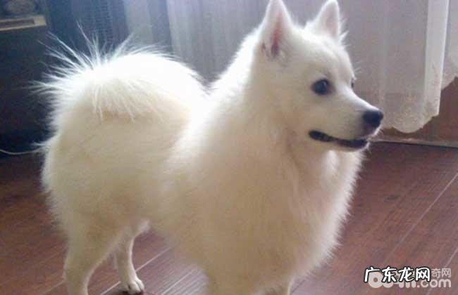 造成银狐犬偏瘦的缘故都有哪些?