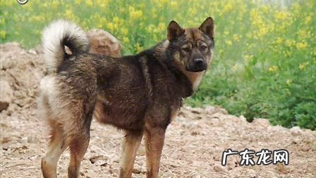 都有哪些小狗是最非常容易被盗走的?