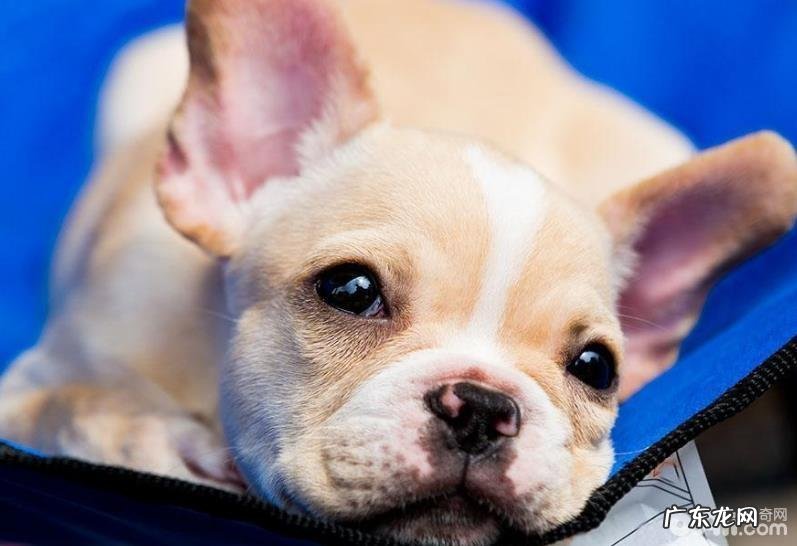 都有哪些小狗是最非常容易被盗走的?